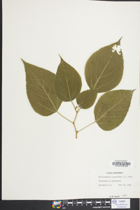 Broussonetia papyrifera image