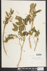 Broussonetia papyrifera image