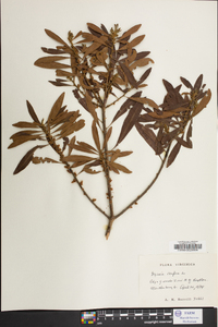 Myrica cerifera image