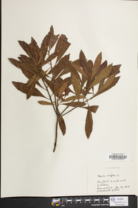 Myrica cerifera image