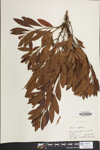Myrica cerifera image