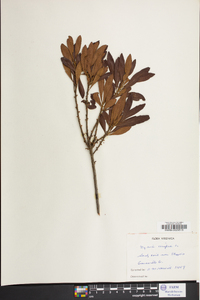 Myrica cerifera image