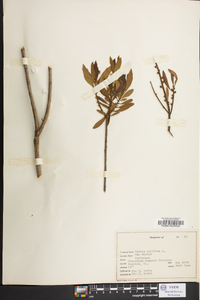 Myrica cerifera image