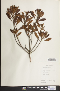 Myrica cerifera image