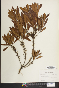 Myrica cerifera image