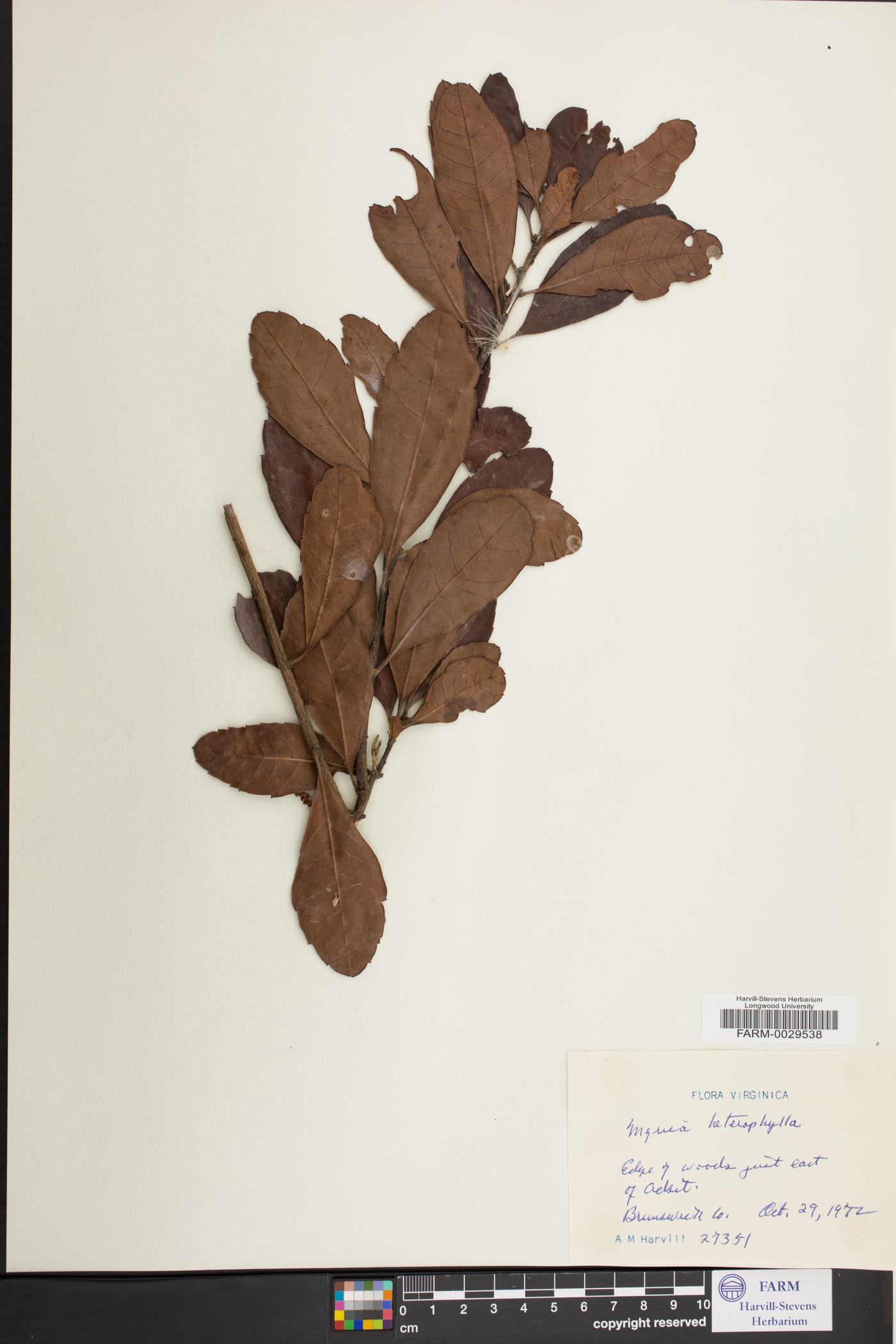 Myrica heterophylla image
