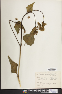 Mirabilis nyctaginea image