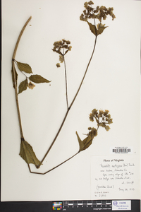 Mirabilis nyctaginea image