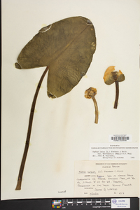 Nuphar advena image