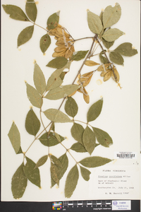 Fraxinus caroliniana image