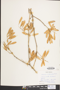 Fraxinus caroliniana image