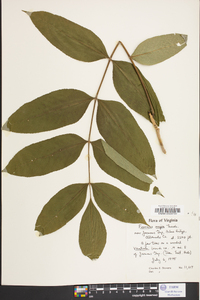 Fraxinus nigra image