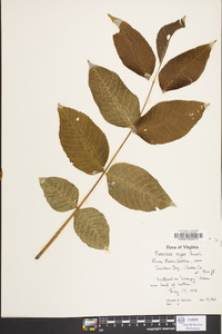 Fraxinus nigra image