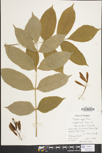 Fraxinus nigra image