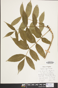 Fraxinus nigra image