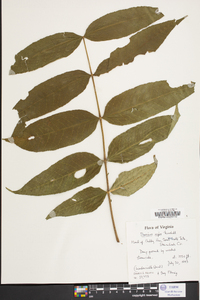 Fraxinus nigra image