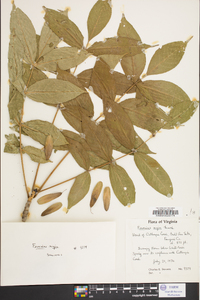 Fraxinus nigra image