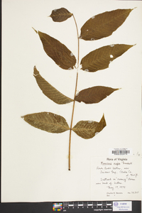 Fraxinus nigra image