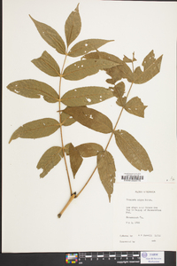 Fraxinus nigra image