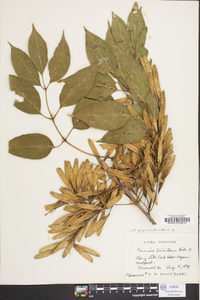 Fraxinus profunda image