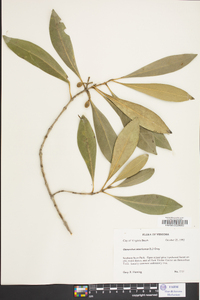 Osmanthus americanus image