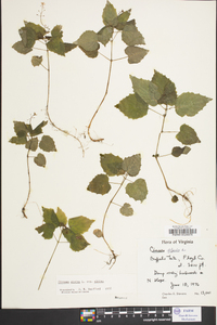 Circaea alpina image