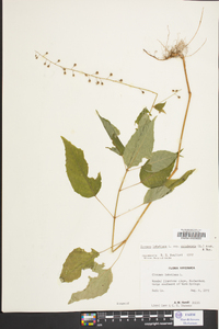 Circaea quadrisulcata image