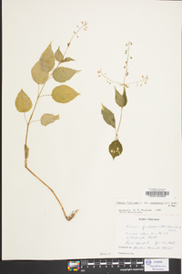 Circaea quadrisulcata image