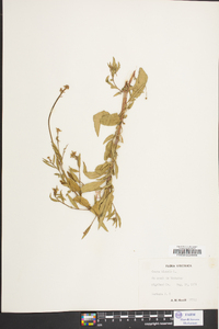 Oenothera gaura image