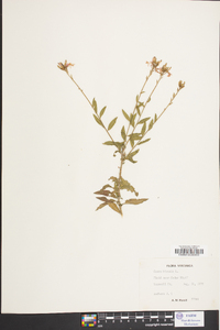 Oenothera gaura image