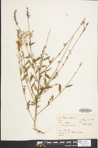Oenothera gaura image