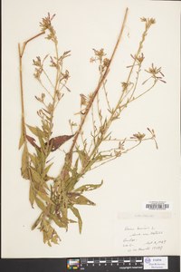 Oenothera gaura image