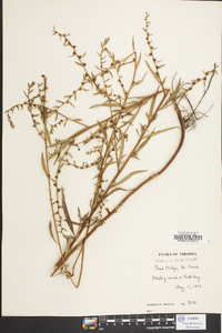 Ludwigia alata image