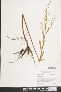 Ludwigia alata image