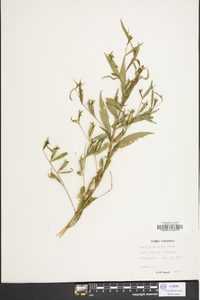 Ludwigia decurrens image