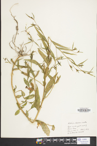 Ludwigia decurrens image