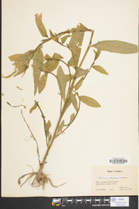 Ludwigia decurrens image