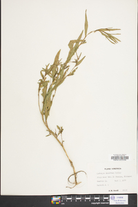 Ludwigia decurrens image