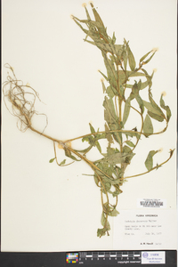 Ludwigia decurrens image