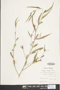 Ludwigia decurrens image