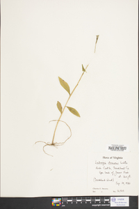 Ludwigia decurrens image