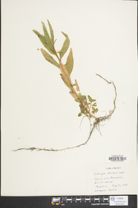 Ludwigia decurrens image