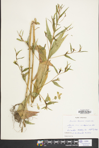 Ludwigia decurrens image