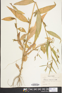 Ludwigia decurrens image