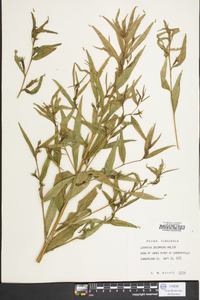 Ludwigia decurrens image