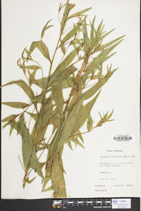 Ludwigia decurrens image