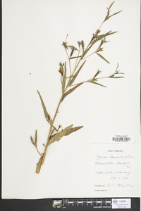 Ludwigia decurrens image