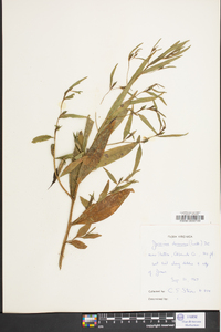 Ludwigia decurrens image