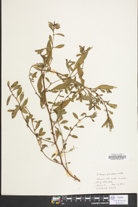 Ludwigia glandulosa image