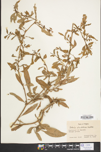 Ludwigia glandulosa image